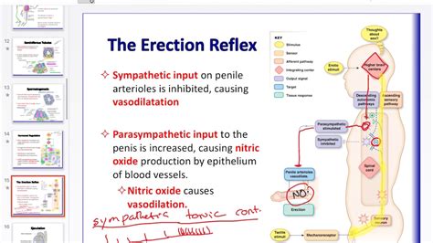 pic of a dick|Penis: Anatomy, Picture, Erection, and Ejaculation